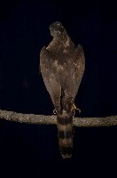 鳳頭蒼鷹藏品圖，第5張